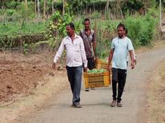 
      
      Gujarat's Mandap Scheme boosts vegetable farming
      
      
