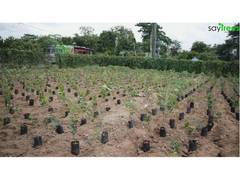 
      
      SayTrees Marks 10 Years of Ecological Restoration 
      
      
