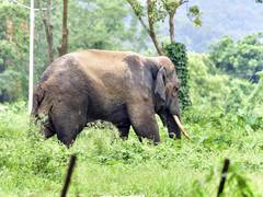 
      
      Assam: Elephant conflict deaths decline in Lakhipur hotspot
      
      