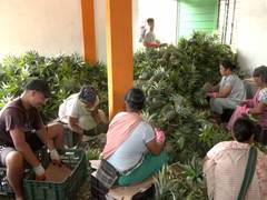 
      
      Meghalaya's Jirang FPC Revenue Surges to Rs 1.17 Crore
      
      