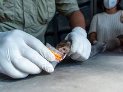 
      
      Gujarat to produce region-specific anti-venom
      
      