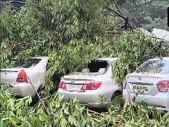 
      
      142  trees uprooted, 2 killed as heavy rains continue to batter c
      
      