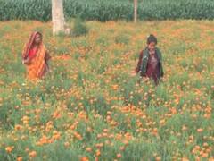 
      
      Surguja duo thrives through floriculture
      
      