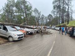 
      
      HP:Dry tree falls on road in Shimla, damages four parked vehicles
      
      