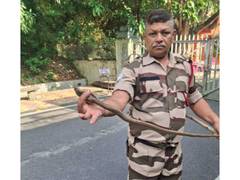 
      
      Jharkhand: CISF man rescues seven cobras
      
      