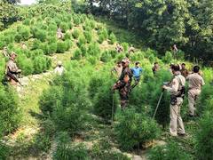 
      
      Nepal's Gandaki approves medicinal marijuana cultivation Bill
      
      