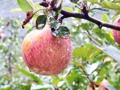 
      
      J-K: Modern horticulture transforms Bani’s economy
      
      