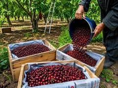 
      
      Singaporean envoy welcomes 1st shipment of J&K cherries, plums
      
      