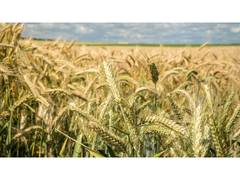 
      
      Complete Guide to Wheat Farming: From Sowing to Harvest
      
      
