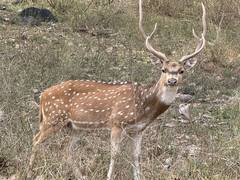 
      
      50 spotted deer released in forests in Surat
      
      