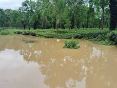 
      
      Assam: Tea Association of India expresses concern over flooding
      
      