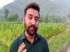 
      
      PoJK farmers dump food crops for high-profit tobacco
      
      