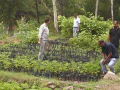 
      
      J-K: Udhampur Forest Division launches monsoon plantation drive
      
      