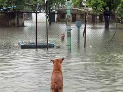 
      
      Heavy rains trigger alerts across country; Gj, Himachal on alert
      
      