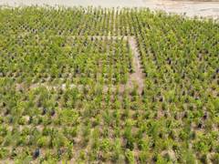 
      
      Gujarat: Turning saline wastelands into a sustainable ecosystem
      
      