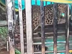 
      
      Chhattisgarh: Leopard terrorising Khaira village captured
      
      