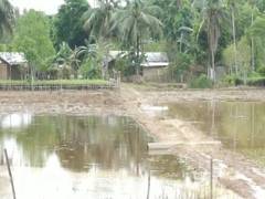 
      
      Improvement in Assam's Golaghat but families remain displaced
      
      