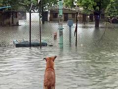 
      
      Gujarat govt's Health Department on high alert amid heavy rain
      
      