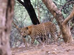 
      
      India boosts conversation of Leopard through conservation plan
      
      