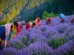 
      
      Post-Article 370 farming revolution takes root in Jammu & Kashmir
      
      