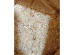 
      
      MP: DRI arrests Nigerian woman with 2 kg of amphetamine
      
      