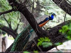 
      
      UN Geneva welcomes five peacocks gifted by India
      
      