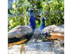 
      
      UN Geneva spotlights peacocks gifted by India
      
      