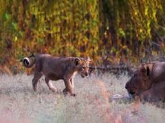 
      
      Bhupender Yadav hails India's journey in lion conservation
      
      