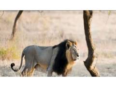 
      
      India’s Asiatic lion population rises from 523 to 891
      
      