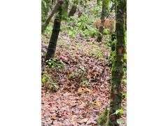 
      
      Tiger sighting triggers alert in Binsar
      
      