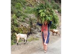 
      
      Livestock sector sees sharp rise in KCC coverage as govt pushes p
      
      