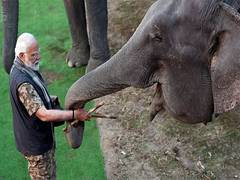 
      
      PM Modi highlights India's elephant conservation efforts
      
      