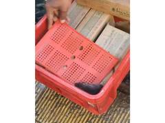 
      
      Rat spotted in ice cream crate of Kalyan quick-commerce outlet
      
      
