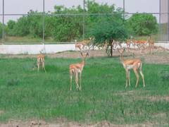
      
      20 blackbucks rewilded into Kutch's Banni grasslands
      
      