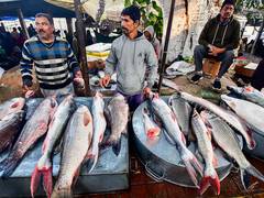 
      
      NGT seeks response from Karnataka authorities over fish mortality
      
      