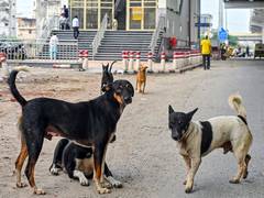 
      
      Stray dog menace forces 4-day closure of 10 schools in Chamoli
      
      