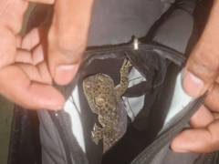 
      
      Assam forest officials rescue Tokay Gecko
      
      