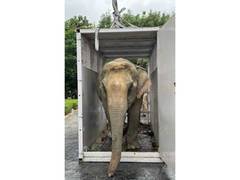 
      
      Flood-rescued elephant Joymoti airlifted to Vantara
      
      