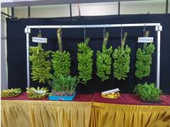
      
      ICAR-NRCB unveils two new banana varieties
      
      