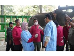 
      
      Indonesia, Vantara launch wildlife conservation partnership
      
      