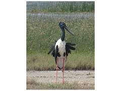 
      
      Khijadiya Bird Sanctuary emerges as stronghold for Black-necked S
      
      