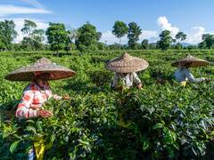 
      
      Flash floods, heat, raises crisis for Assam, Bengal tea industry
      
      