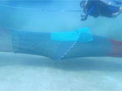 
      
      Gujarat’s Fishermen to adopt TED to safeguard sea turtles
      
      