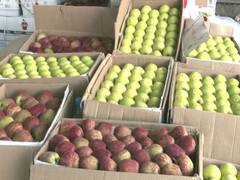 
      
      Low apple crop, rising input costs leave Himachal growers worried
      
      