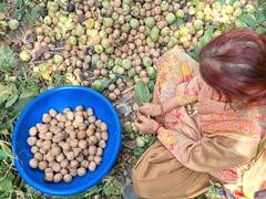 
      
      Organic walnut harvest begins in Kathua's Bani hills
      
      