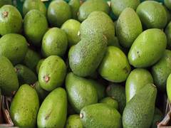 
      
      PM Modi highlights avocado farming in Mann Ki Baat's 137th episod
      
      