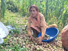 
      
      Walnut harvesting begins in J&K’s Kathua as farmers
      
      