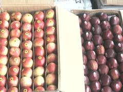 
      
      Apple Growers’ Association seek immediate release of MIS payments
      
      