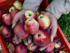 
      
      Adani Agri Fresh announces apple procurement rates for August 31
      
      