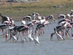 
      
      TN: Siberian migratory birds arrive early at Perungulam wetlands
      
      